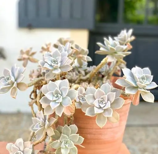 וילה Vignoble Et *