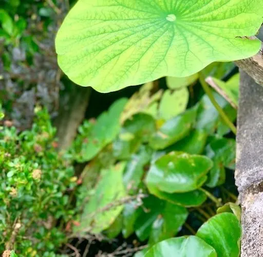 וילה Vignoble Et